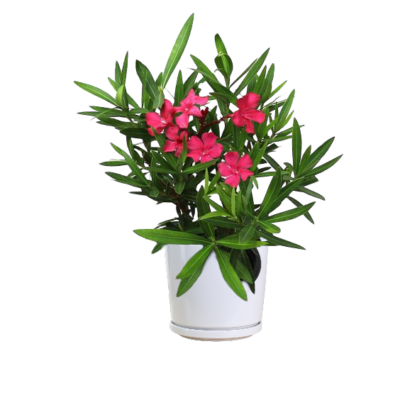 Nerium Oleander (Dark Pink)